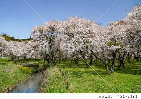 桜 安芸ダム 桜 安芸ダム 45175131