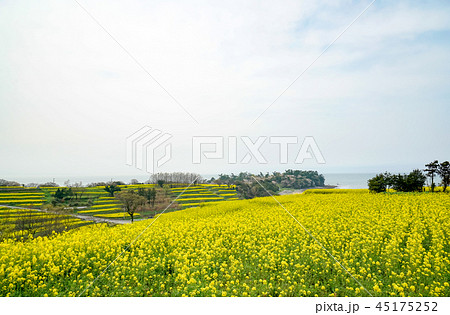 菜の花　長崎鼻 45175252
