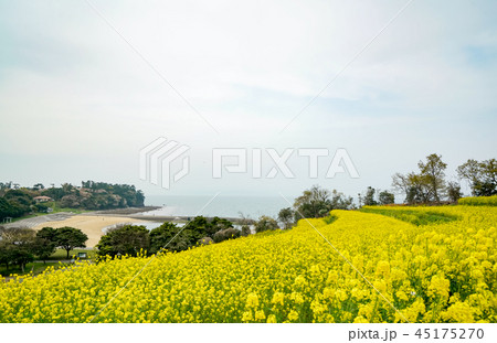 菜の花　長崎鼻 45175270