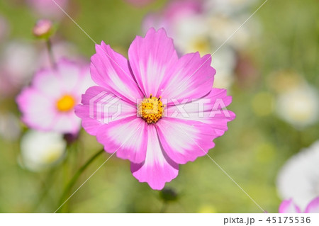 新種のコスモス ピコティ の写真素材