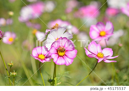 新種のコスモス ピコティ の写真素材