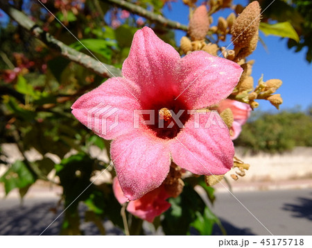 グリフィス・ピンク グリフィス・ピンク 45175718