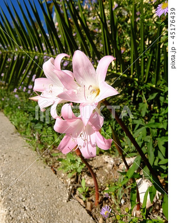 アマリリス・ベラドンナ アマリリス・ベラドンナ 45176439
