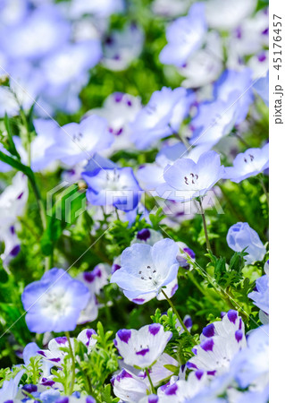 ネモフィラ ネモフィラ 45176457