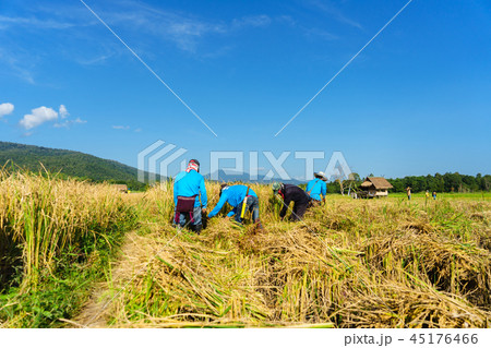 happy Thai  farmers harvesting rice in countryside 45176466