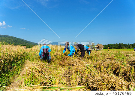 happy Thai farmers harvesting rice in countryside happy Thai farmers harvesting rice in countryside 45176469