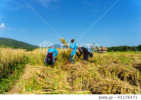 happy Thai farmers harvesting rice in countryside happy Thai farmers harvesting rice in countryside 45176471