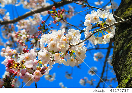 都立浮間公園の桜の風景 45176757