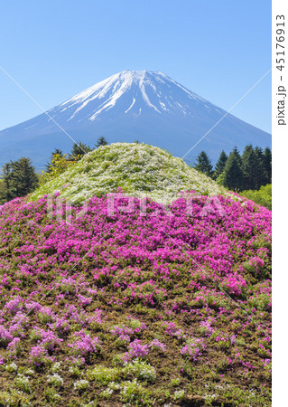 富士芝桜まつり【2018】 45176913