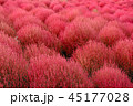<茨城県>コキアイメージ 45177028