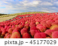 <茨城県>コキアイメージ 45177029