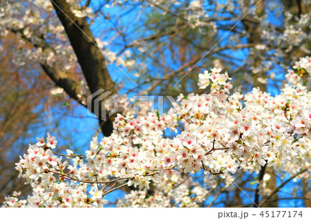 秋ヶ瀬公園(埼玉県さいたま市)の桜の風景 秋ヶ瀬公園(埼玉県さいたま市)の桜の風景 45177174