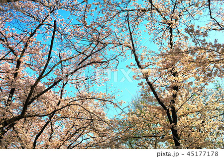 秋ヶ瀬公園（埼玉県さいたま市）の桜の風景 45177178