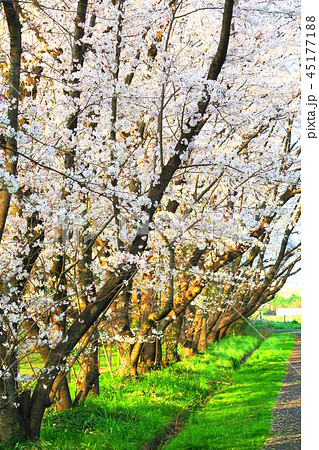 秋ヶ瀬公園(埼玉県さいたま市)の桜の風景 秋ヶ瀬公園(埼玉県さいたま市)の桜の風景 45177188