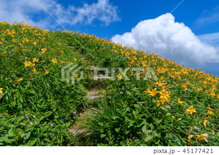 ニッコウキスゲの咲く登山道 45177421