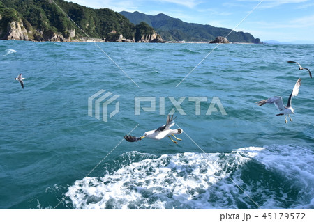 笹川流れ遊覧船に集まるウミネコ 45179572