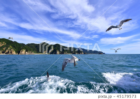 笹川流れ遊覧船に集まるウミネコ 45179573