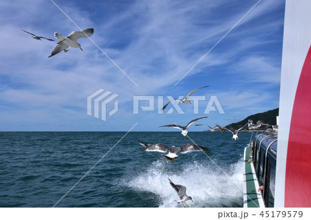 笹川流れ遊覧船に集まるウミネコ 45179579