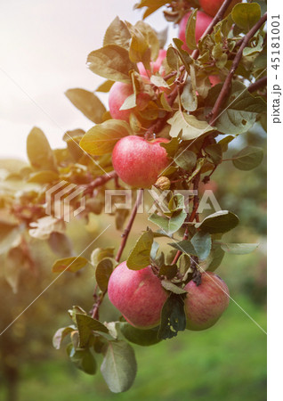 Apple tree with apples Apple tree with apples 45181001