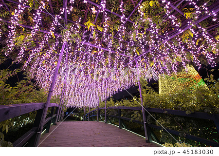 あしかがフラワーパーク　イルミネーション　うす紅橋 45183030