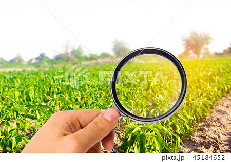 The food scientist checks the pepper for chemicals 45184652