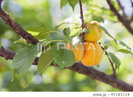 あんず（アプリコット）の木 45185119