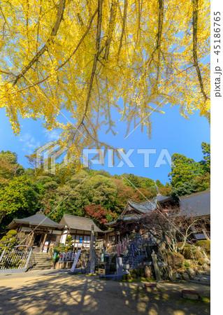大窪寺 本堂と大銀杏 大窪寺 本堂と大銀杏 45186765