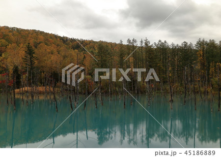 青い池 ( 日本 / 北海道 / 美瑛町 / 白金青い池 ) 45186889