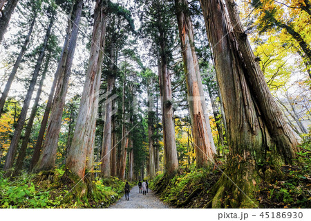 戸隠神社奥社参道 45186930