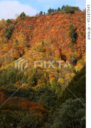 雪崩斜面の紅葉ー駒止トンネル　福島県南会津町 45187045