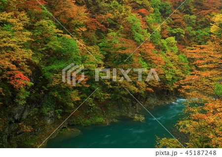 紅葉の抱返り渓谷 紅葉の抱返り渓谷 45187248