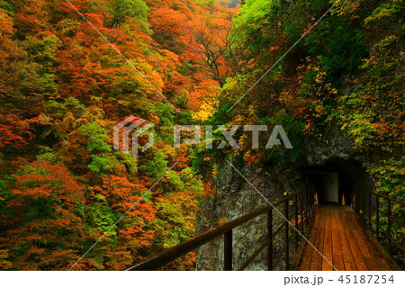 紅葉の抱返り渓谷 紅葉の抱返り渓谷 45187254