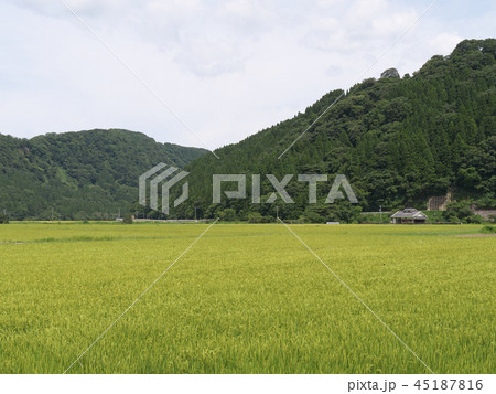 「一向一揆の里」付近の田園風景 45187816