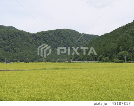 「一向一揆の里」付近の田園風景 「一向一揆の里」付近の田園風景 45187817