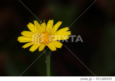 自然　植物　ブタナ、咲き始めの花。外側の花だけが開いてシンプルな美しさがある？① 45188095