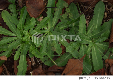 自然 植物 ブタナ、最初から踏まれることを前提にしたような根生葉。ヨーロッパ原産の外来種です 自然 植物 ブタナ、最初から踏まれることを前提にしたような根生葉。ヨーロッパ原産の外来種です 45188245