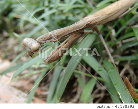 庭のカマキリ 45188292