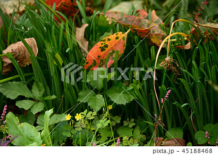 カタバミと柿の落ち葉 カタバミと柿の落ち葉 45188468