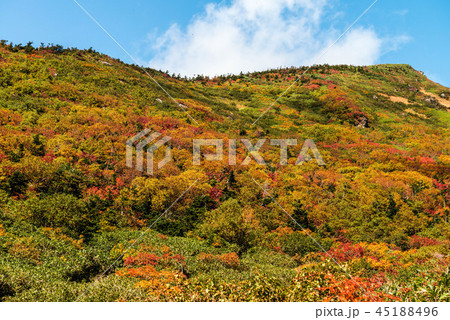 白山の紅葉 45188496