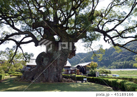 川古の大楠公園 川古の大楠公園 45189166