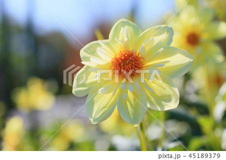 秋の公園 ダリアの花 秋の公園 ダリアの花 45189379
