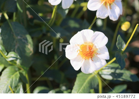 秋の公園　ダリアの花 45189772