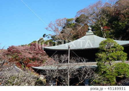 鎌倉 瑞泉寺 Kamakura Zuisenji temple 45189931