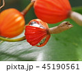 月桃の実 45190561