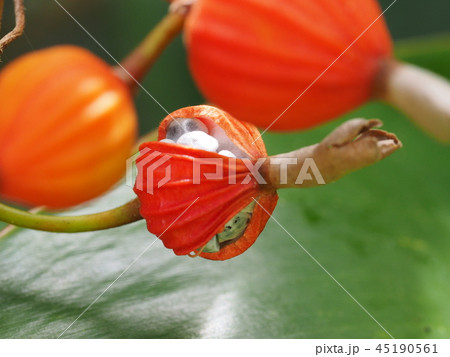 月桃の実 45190561