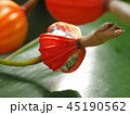 月桃の実 45190562