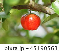 acerola tree 45190563
