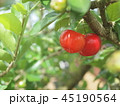 acerola tree 45190564