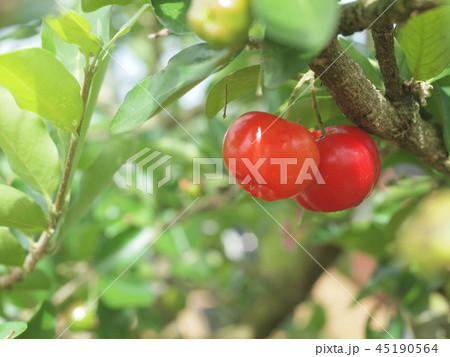 acerola tree acerola tree 45190564