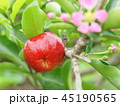 acerola tree 45190565